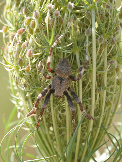 Araneus sp.